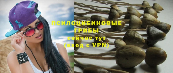 прущие грибы Баксан
